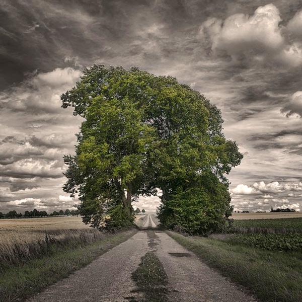 tree split for pathway